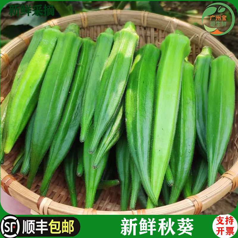 新鲜黄秋葵500g 六角豆羊角豆 水果黄秋葵 新鲜农家蔬菜 顺丰包邮