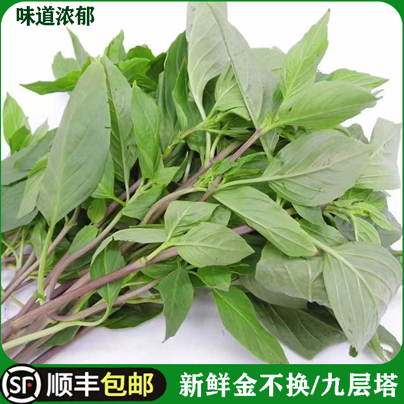 九层塔新鲜食用金不换冬阴功香料