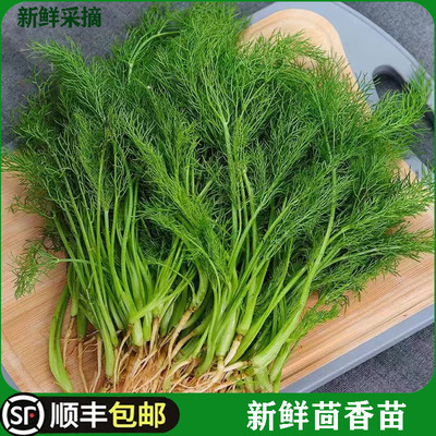茴香菜现苗带露天饺子馅