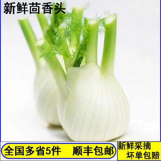 新鲜茴香头500g香料菜西餐食材配料调料用品球茎味浓现摘香菜蔬菜