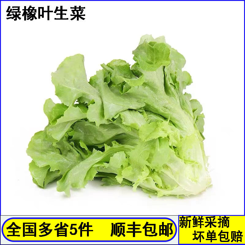 绿橡叶生菜新鲜蔬菜沙拉西餐食材健身轻食生吃色拉500g青菜现摘