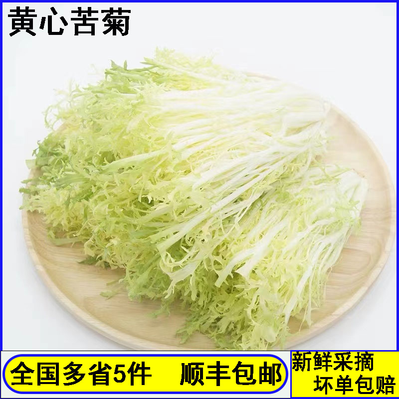 新鲜特产苦菊野生g苦细叶嫩黄心沙拉蔬菜食材苦苣九芽狗牙生菜