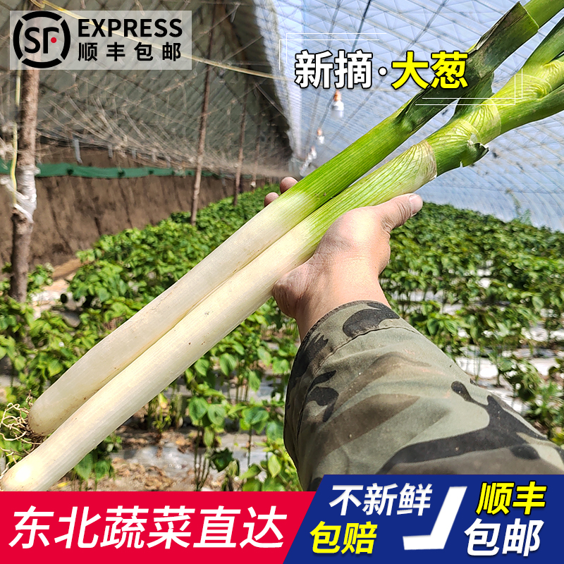 东北大葱新鲜蘸酱菜去叶正宗东北铁杆特产大葱现挖蔬菜顺丰包邮