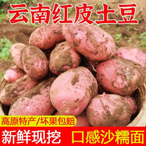云南高山红皮土豆新鲜洋芋马铃薯红皮黄心高山农家自种现挖洋芋