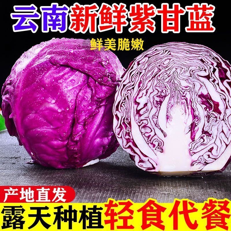 云南新鲜紫甘蓝农家现摘卷心菜沙拉椰菜紫包菜沙拉蔬菜专用食材5
