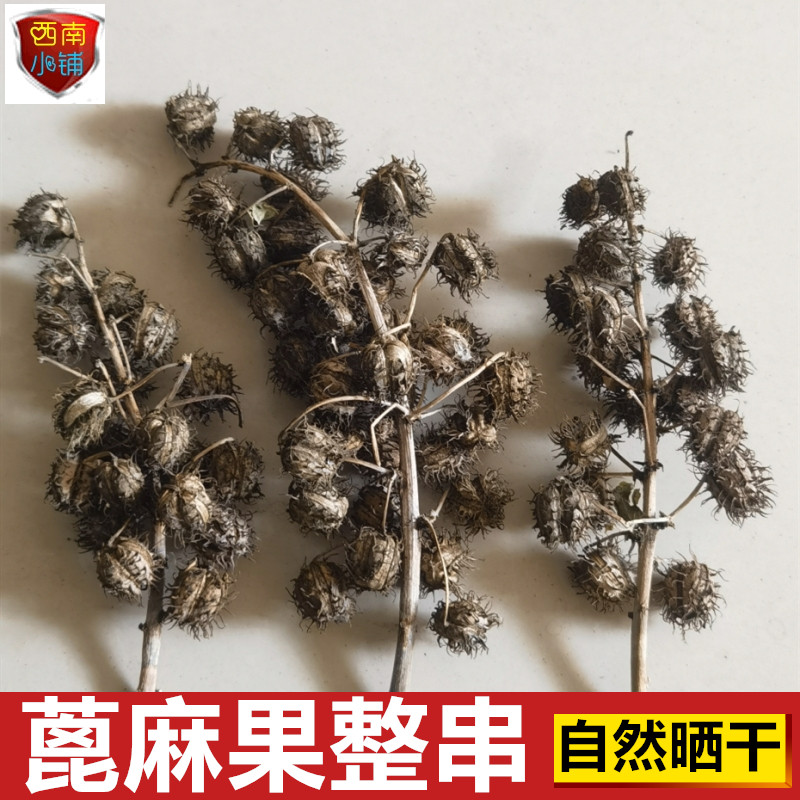 新晒干货蓖麻果 整串蓖麻子 带壳野蓖麻籽中草药材蓖麻仁种籽包邮