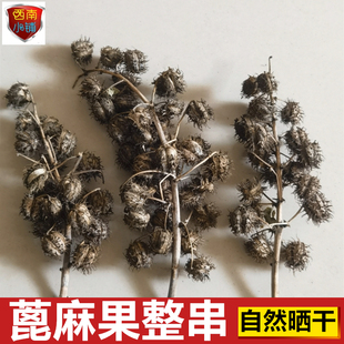 新晒干货蓖麻果 药用整串蓖麻子 带壳野蓖麻籽中草药材蓖麻仁包邮