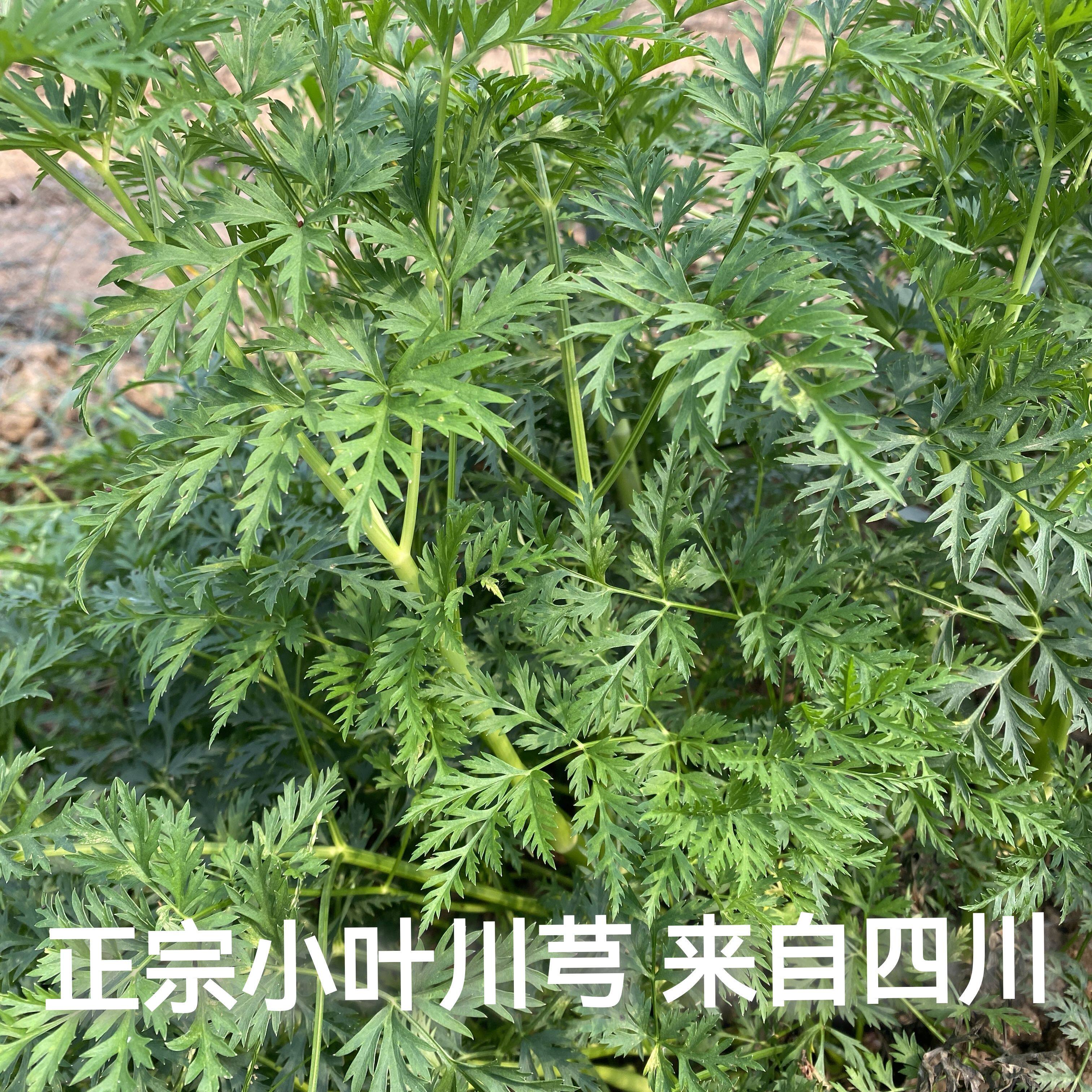新鲜川芎叶 正宗小叶川芎香菜250g包邮当季蔬菜炒肉 可药用四川发