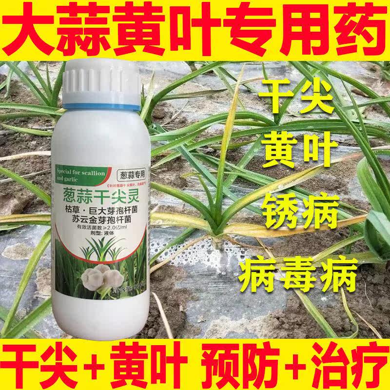 大蒜专用剂蒜苗专用药大蒜干尖黄叶锈病全治预防加叶面肥