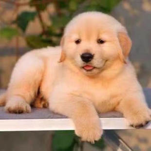 纯种金毛幼犬活体大骨架导盲巡回猎犬家养宠物狗大型犬狗狗