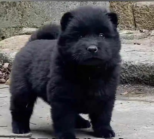 中华田园犬活体黑土松幼犬纯黑看家犬