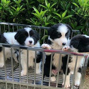 纯种边境牧羊犬幼犬活体七白黑白棕金色陨石边牧幼犬宠物狗崽