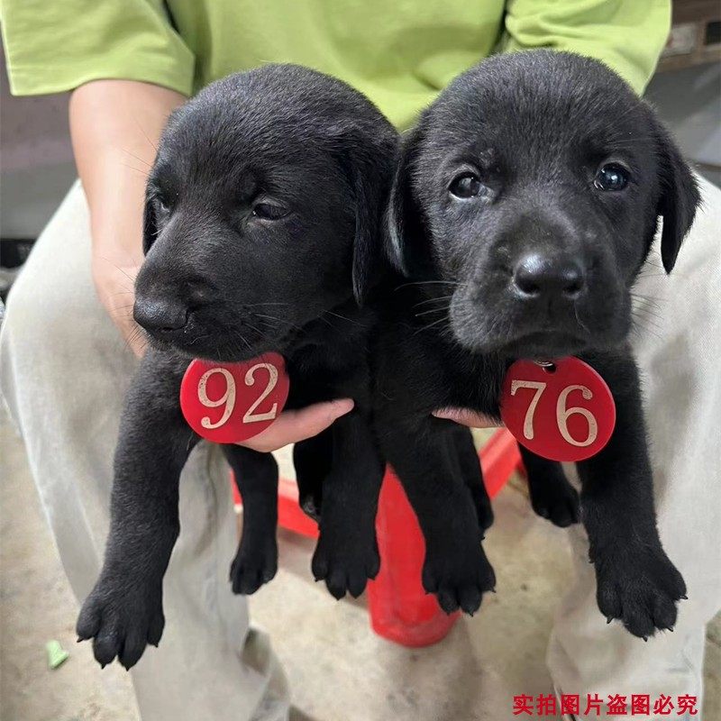中华田园犬活体纯黑田园犬黑拉拉狗狗