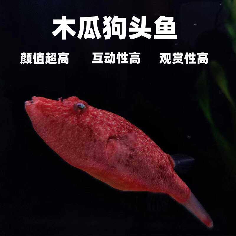 木瓜狗头鱼热带观赏鱼毛毛斑马狗头凶猛群游小型淡水观赏鱼活体