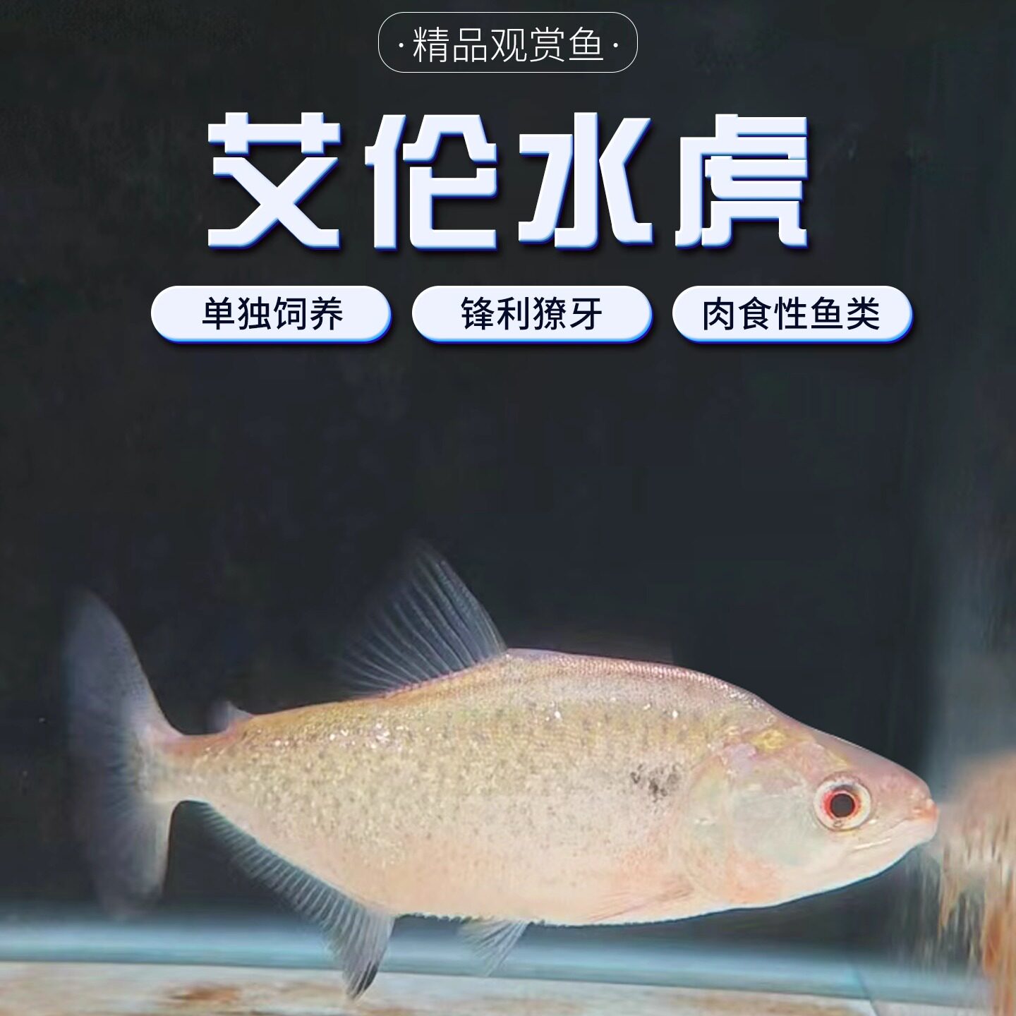 艾伦水虎热带观赏鱼亚马逊猛鱼
