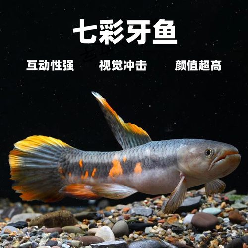 肉食性猛鱼热带观赏鱼七彩牙鱼