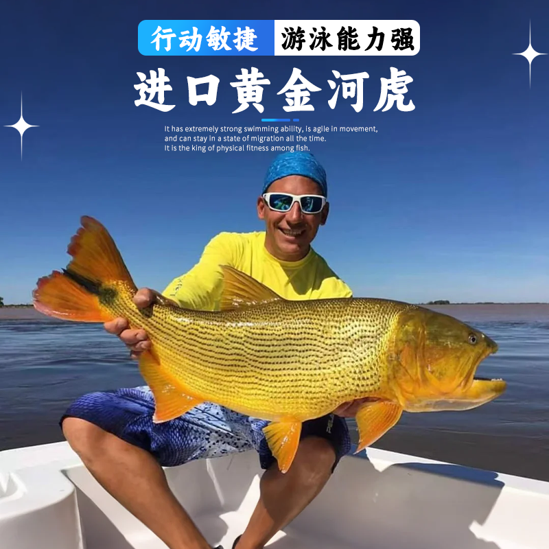 黄金河虎白金猛鱼黄金猛鱼哥伦比亚巨暴鱼加拉辛活体热带观赏鱼