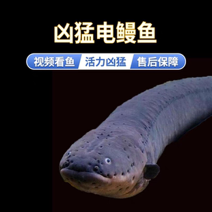 电鳗鱼苗发电机鳗鱼黑鬼鳗鱼南美洲电鳗鱼苗活体淡水鱼观赏鱼活体