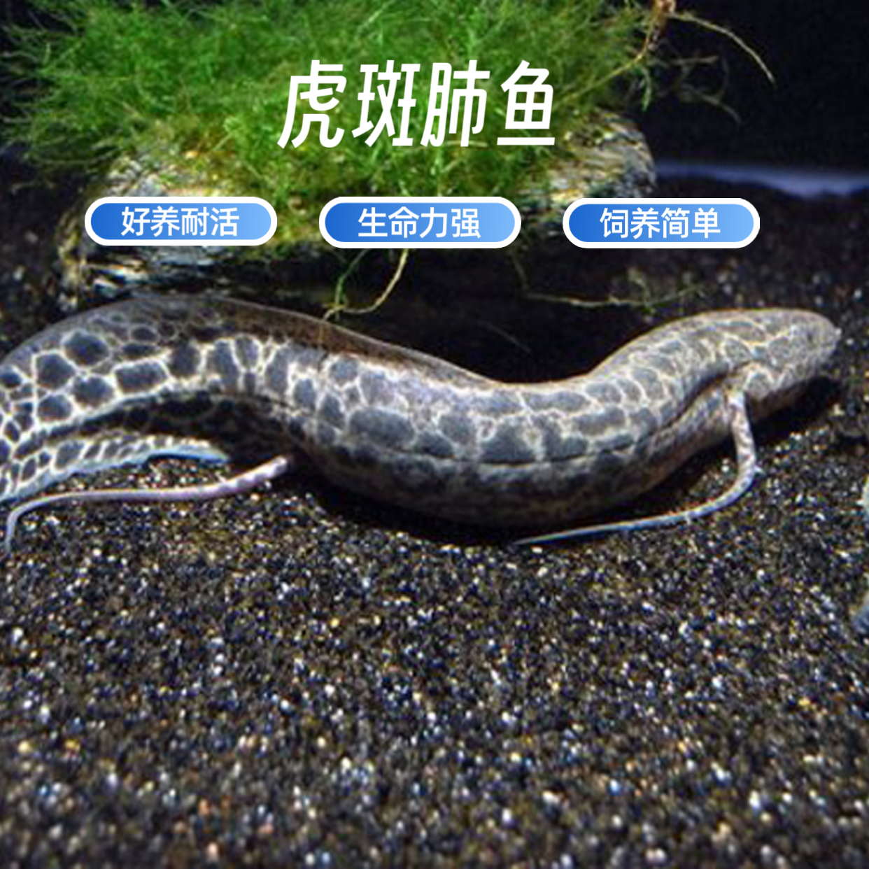 非洲虎斑肺鱼南美星点肺鱼好养