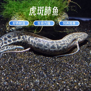 非洲虎斑肺鱼南美星点肺鱼龙鱼配鱼观赏鱼活体热带鱼好养易活