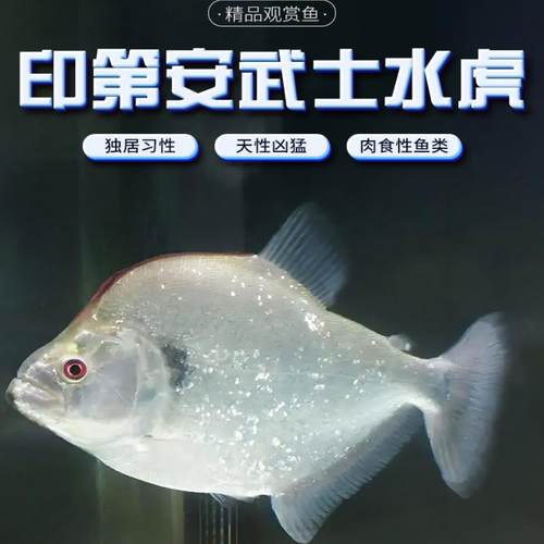 印第安武士水虎鱼中小型淡水鱼