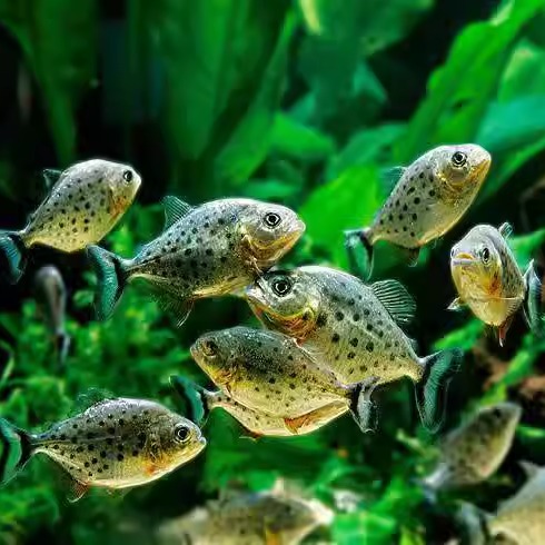 南美亚马逊红文鱼凶猛群游型 追鱼 捕食观赏性强 易饲养 包邮活体