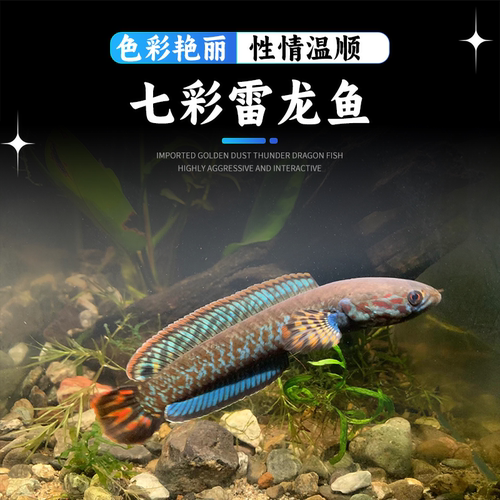 七彩雷龙鱼巧克力雷龙小型观赏鱼