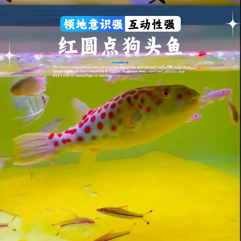 红圆点狗头 皇冠狗头 活体观赏鱼 网红气泡鱼 淡水河豚鱼中大型鱼