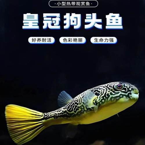 皇冠狗头鱼热带观赏鱼观赏鱼