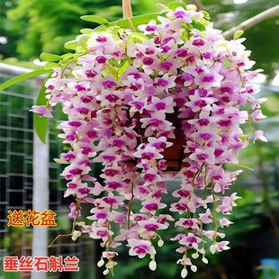 开花耐寒植物室内外高档家庭盆栽阳 浓香型花卉四季