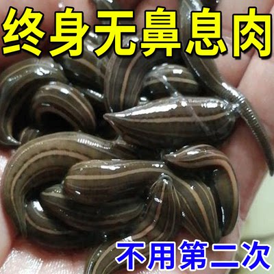 鼻息肉【永不反覆】鼻窦焱特效药贴成人儿童过敏性鼻焱鼻甲肥大HN