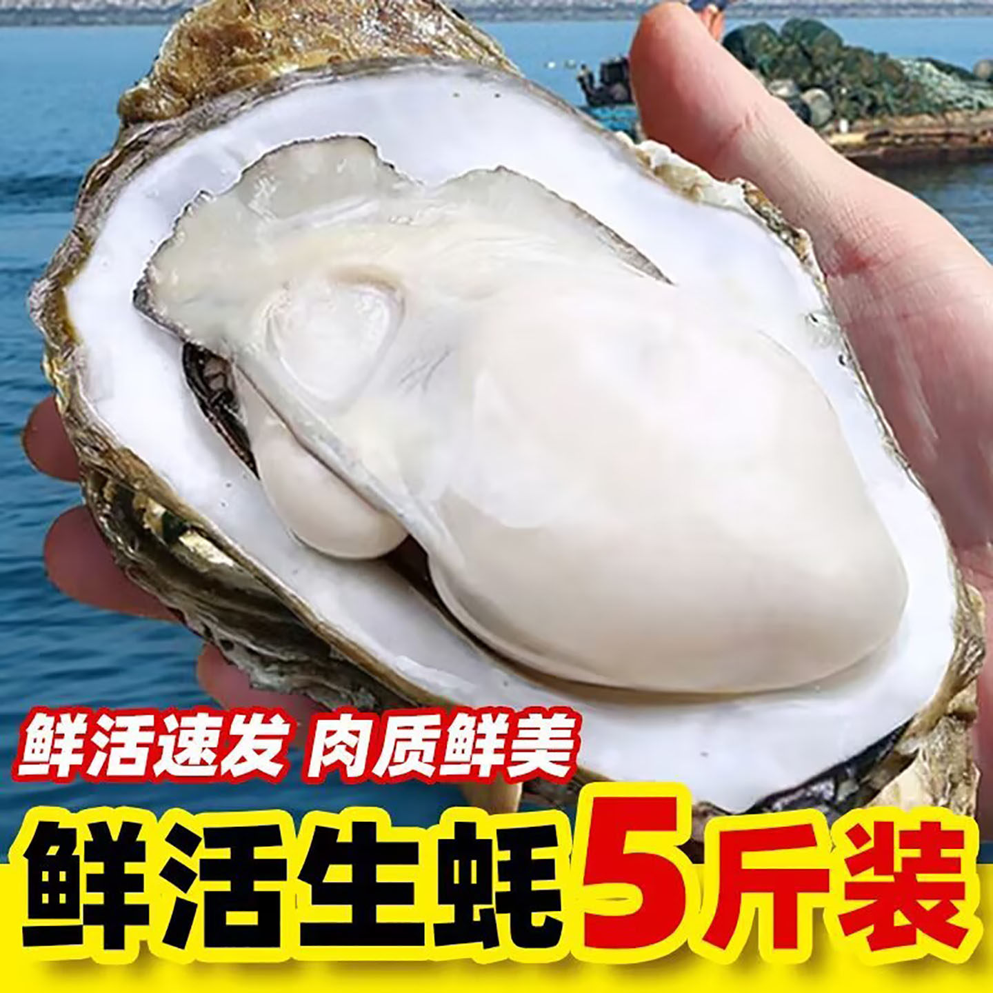 乳山生蚝鲜活5斤特大正宗新鲜牡蛎带壳海鲜水产生吃海蛎子整箱