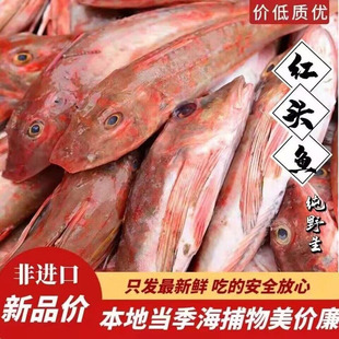 红娘子鱼新鲜红头鱼深海捕捞鲜活红娘鱼冷冻红鱼红绣鞋海鱼海杂鱼