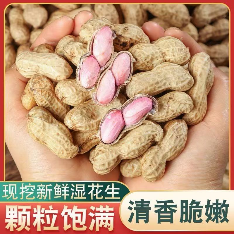 当季现挖湿鲜生花生带壳新鲜新货薄壳原味花生水煮做种袋装颗粒