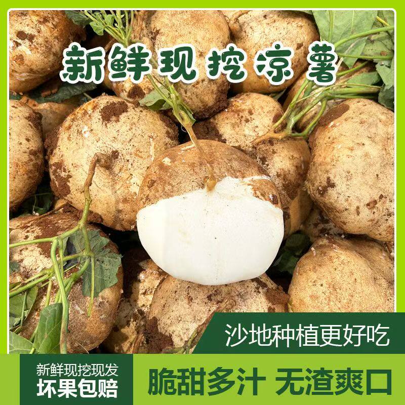 凉薯新鲜现挖白地瓜湖北农家土特产豆薯番薯沙葛地萝卜产地直销