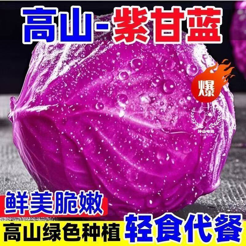 紫甘蓝紫包菜紫卷心菜沙拉菜凉拌热炒新鲜白菜自种