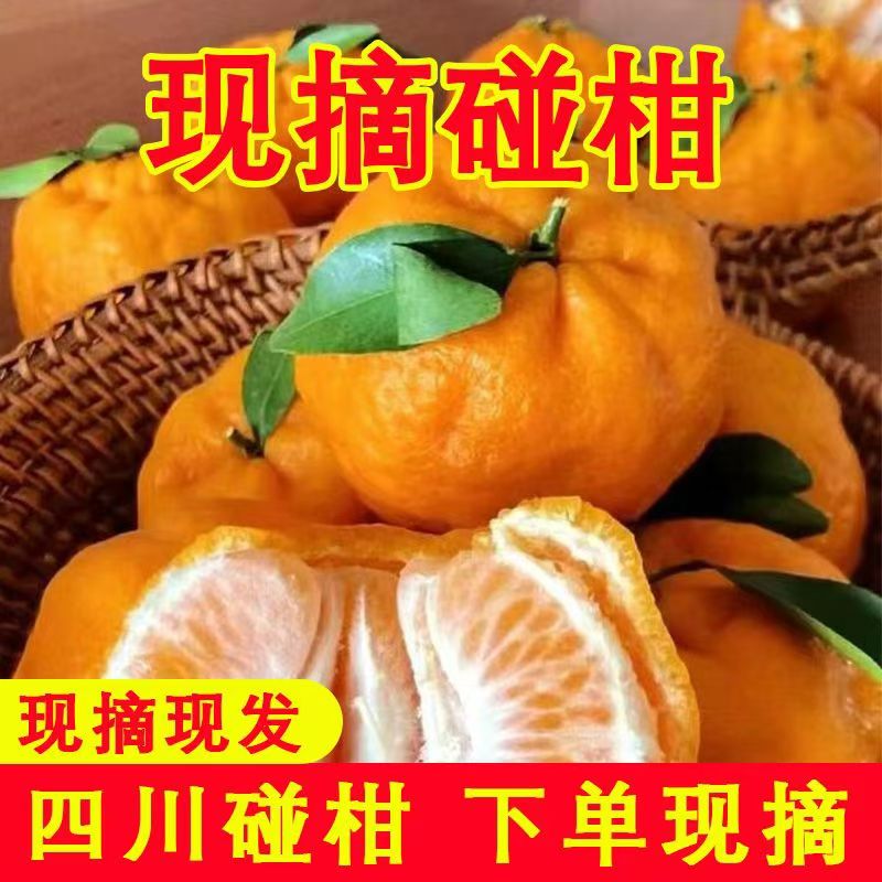 四川椪柑芦柑新鲜水果当季5斤现摘现发自种高山椪柑酸甜柑橘桔子