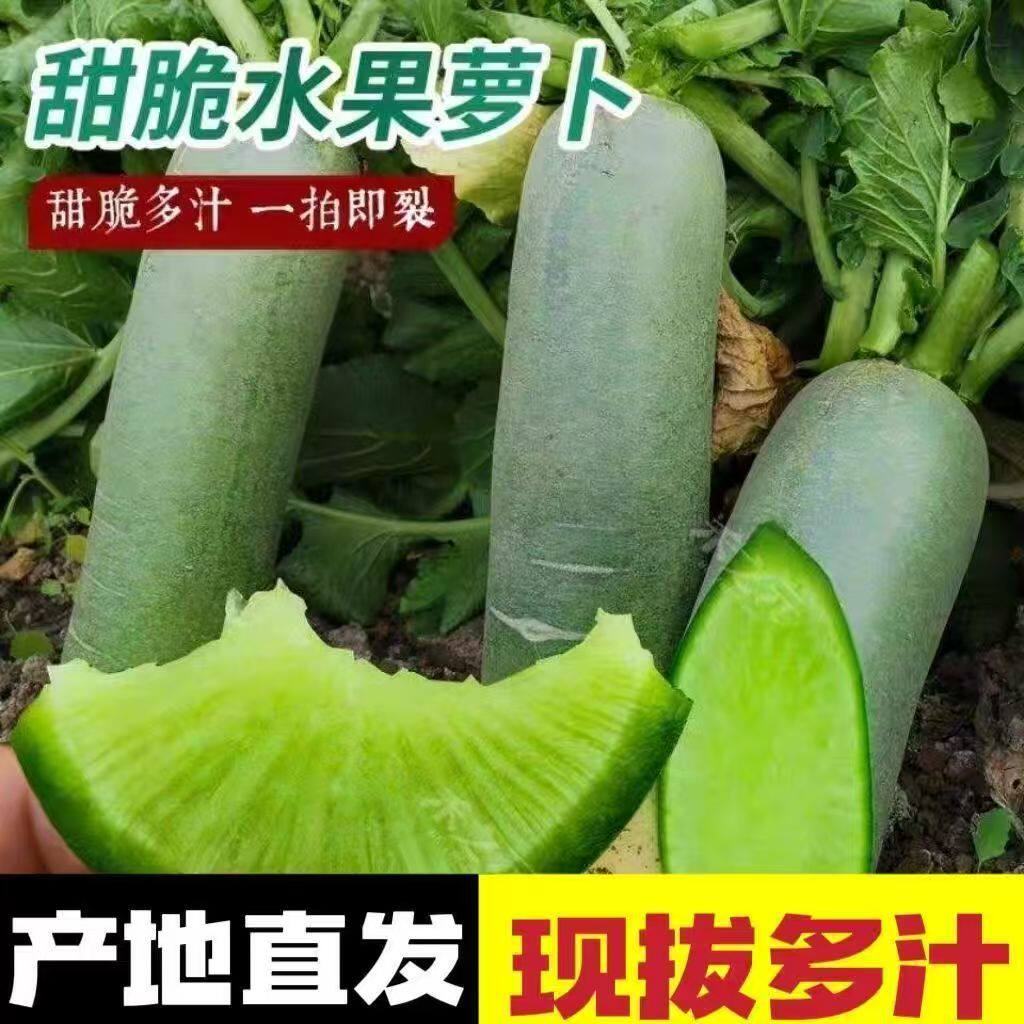 新鲜直达潍坊水果萝卜甜脆潍坊萝卜新鲜生吃青凤梨潍县冰淇淋萝卜