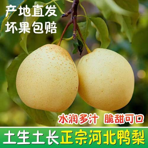 河北正宗鸭梨子新鲜3/5斤魏县当季新鲜水果应季时令现摘整箱多汁