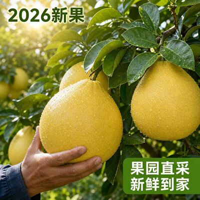【香甜爆汁】2026黄心蜜柚薄皮广东黄肉柚子头茬老树大果新鲜水果