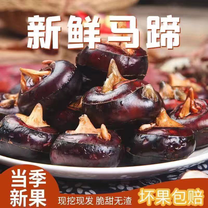 马蹄荸荠新鲜5斤大果整箱即食现挖农家水果地脆栗梨饽荠蔬菜包邮