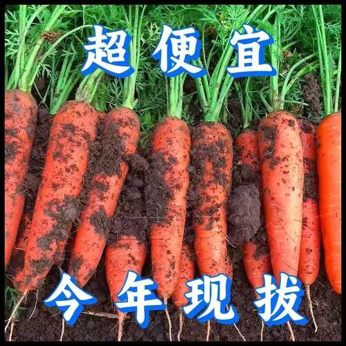 沙地新鲜现挖胡萝卜可生吃脆甜营养健康宝宝辅食农家自种整箱包邮