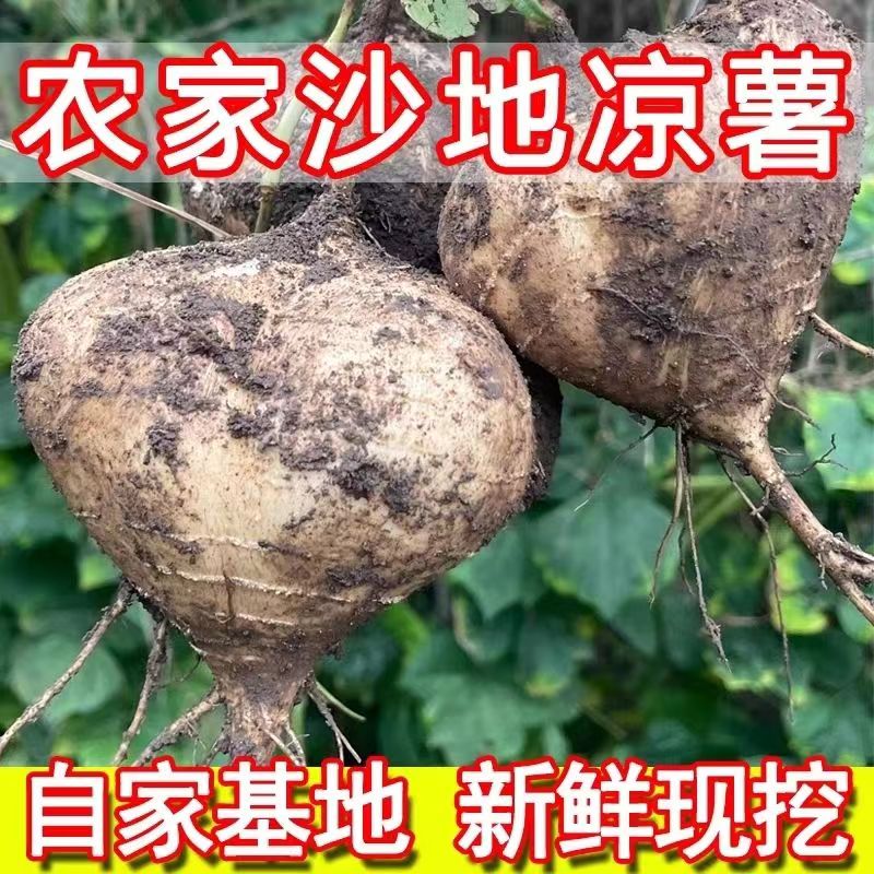 凉薯新鲜现挖白地瓜湖北农家土特产豆薯番薯沙葛地萝卜产地直销香
