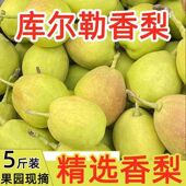 包邮 新疆库尔勒香梨正宗全母梨子新鲜当季 水果孕妇整箱5斤9斤大果
