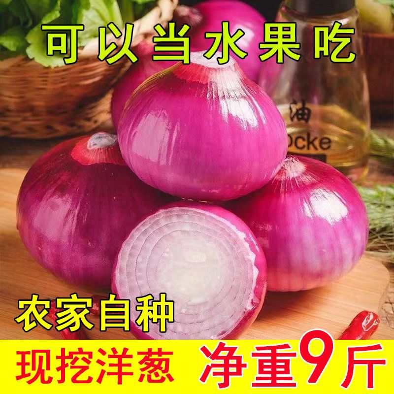 云南农家紫皮新鲜洋葱现挖产地直发生吃蔬菜红皮水果洋葱葱头9斤