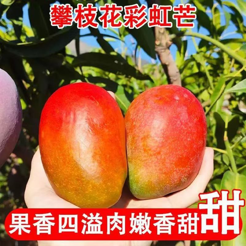 精选新鲜广西红芒超甜苹果芒热带彩虹芒稀有现摘大芒果包邮