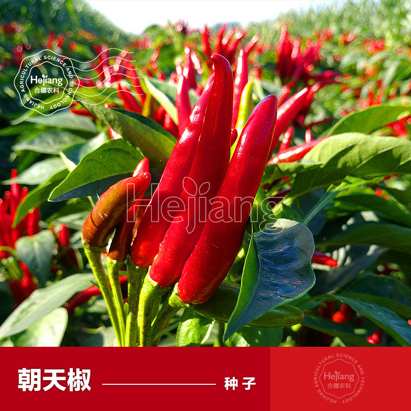 朝天椒种籽子辣椒野山椒小米辣种子春季阳台盆栽种植四季蔬菜种孑