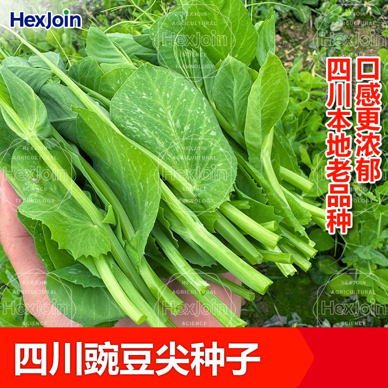 四川豌豆苗尖种子可做水培芽苗菜