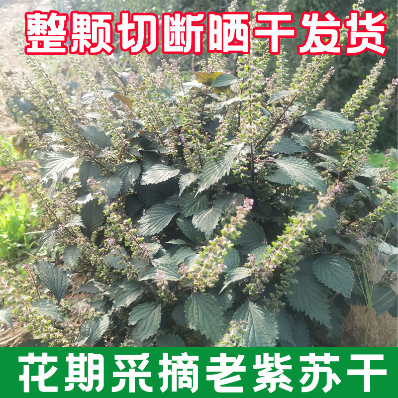 整颗发货开花结籽老紫苏叶