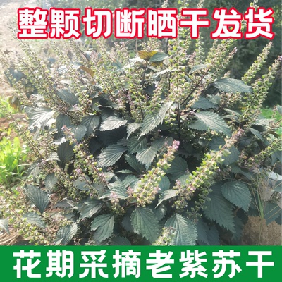 整颗发货开花结籽老紫苏叶